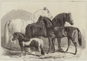 Möte för Royal Agricultural Society i Manchester, Prize Horses